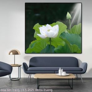 hoa sen trang 14 5 2021 truong