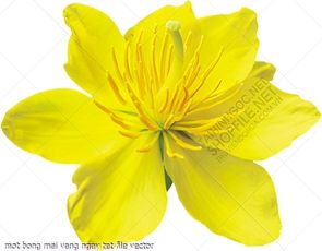 mot bong mai vang ngay tet file vector