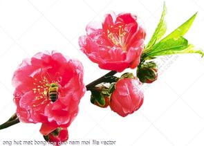 ong hut mat bong hoa dao nam moi file vector