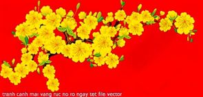 tranh canh mai vang ruc no ro ngay tet file vector