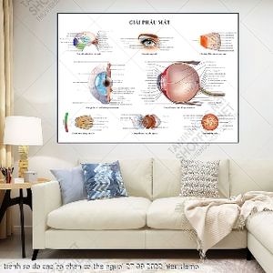 tranh y khoa nhan khoa mat bo phan co the nguoi 27 09 2022 hieu