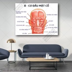 tranh spa giai phau y khoa 12 1 22 tien