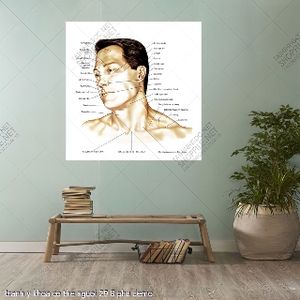 tranh y khoa co the nguoi 29 8 phu