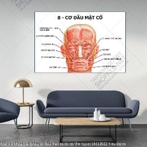 tranh y khoa giai phau co dau mat so do co the nguoi 16112022 hieu