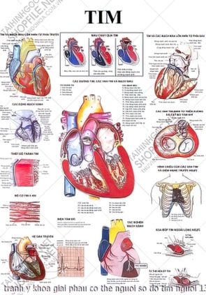 tranh y khoa giai phau co the nguoi so do tim nguoi 13022023 phu