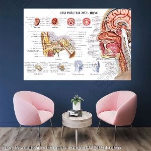 tranh y khoa giai phau co the nguoi tai mui hong 07112022 phu