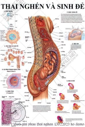 tranh y khoa giai phau thai nghen 13022023 ho