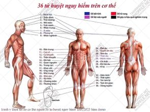 tranh y khoa so do co the nguoi 36 tu huyet nguy hiem 10022023 hieu