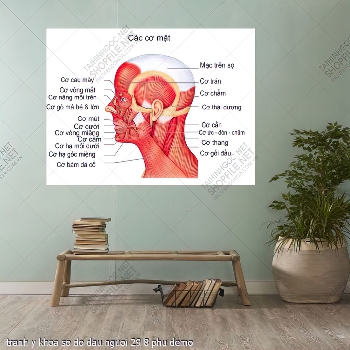 tranh y khoa so do dau nguoi 29 8 phu