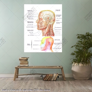 tranh y khoa so do giai phau 29 8 phu