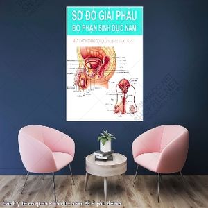 tranh y khoa te co quan sinh duc nam 28 9 phu