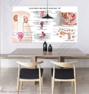 tranh y khoa co quan sinh duc nam y te co the nguoi 1 10 2022 ho