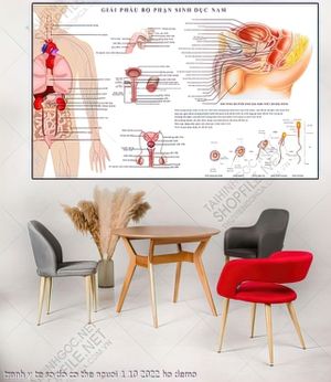 tranh y khoa bo phan sinh duc nam y te so do co the nguoi 1 10 2022 ho