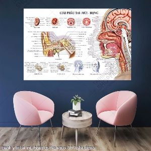 tranh y khoa y te tai mui hong co the nguoi 30 9 phu